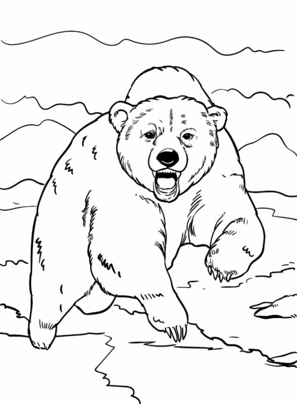 14 atividade de colorir urso Coloring pages