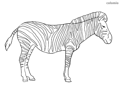17 desenho de zebra para colorir colomio coloring pages