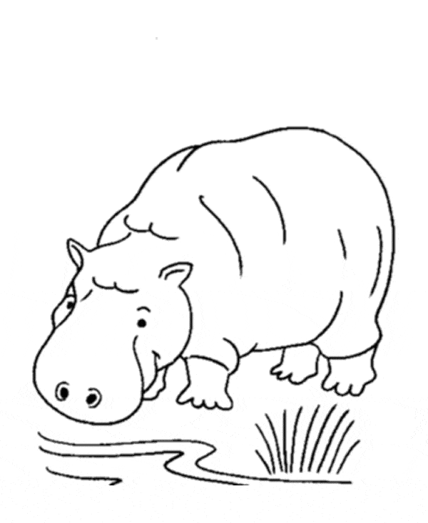 7 hipopotamo para colorir Get Coloring Pages