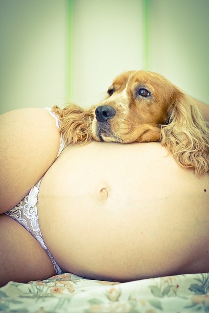 foto barriga grávida com cachorro