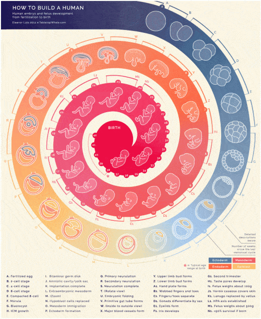Infográfico mostrando a evolução do feto, do primeiro mês de gravidez ao nascimento do bebê.