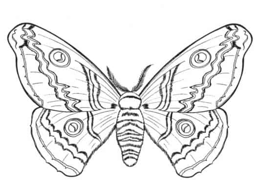Desenho de borboleta com para colorir