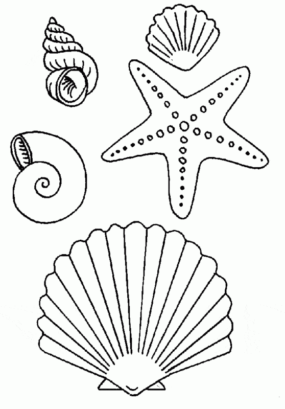 desenho de estrela do mar e conchas para pintar