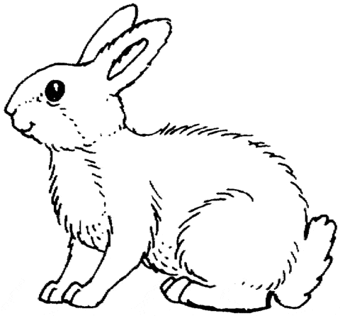 Desenho de coelho para pintar