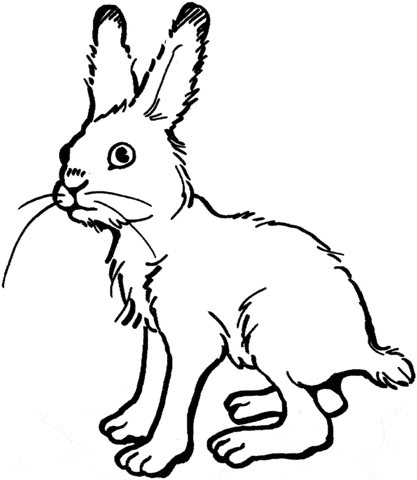Desenho simples de coelho