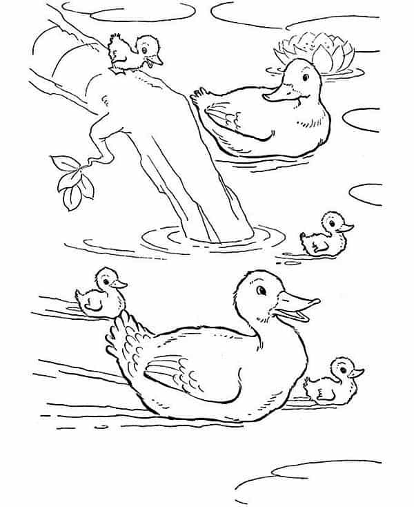 desenho de patos nadando para colorir