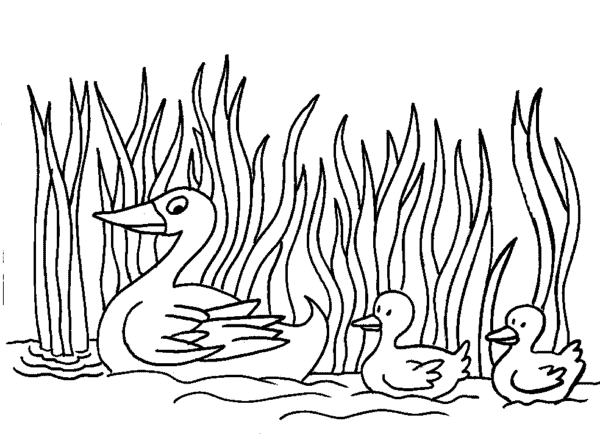 desenho simples de pato na lago para imprimir e pintar