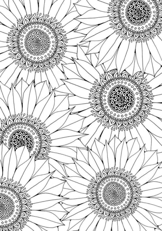 desenho de flores de girassol para imprimir e pintar