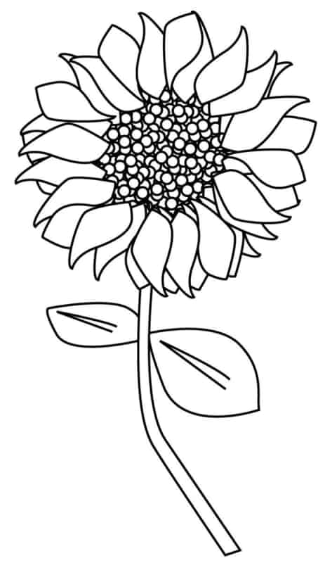 flor de girassol para imprimir gratis e colorir