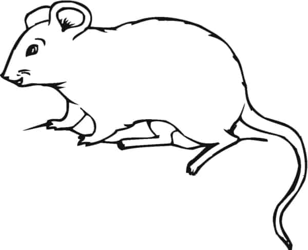 desenho de rato para imprimir gratis