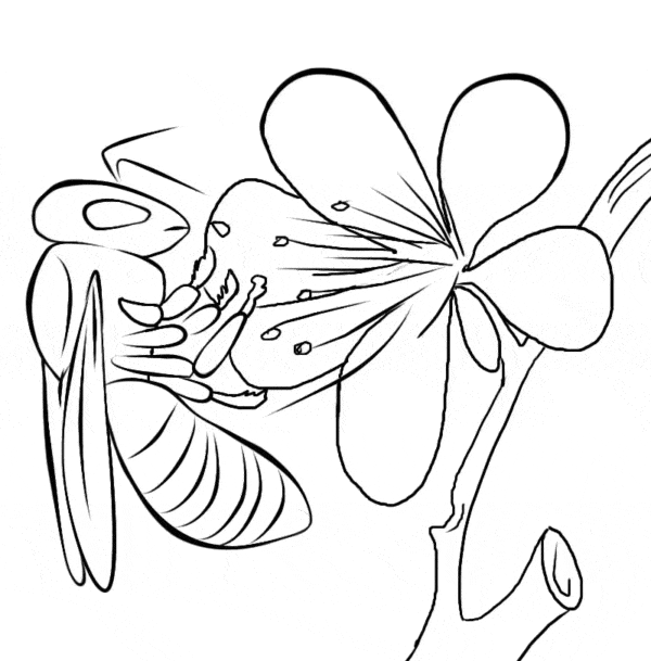 22 desenho de abelha em flor para colorir