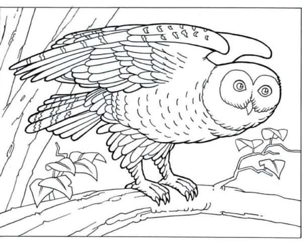22 desenho de coruja com asas abertas para colorir
