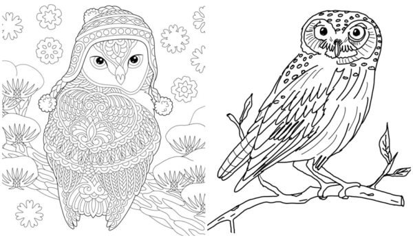 24 desenhos de corujas grandes para colorir