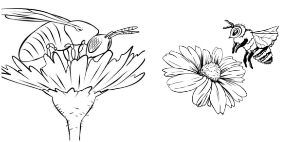 30 desenhos de abelha em flor para pintar