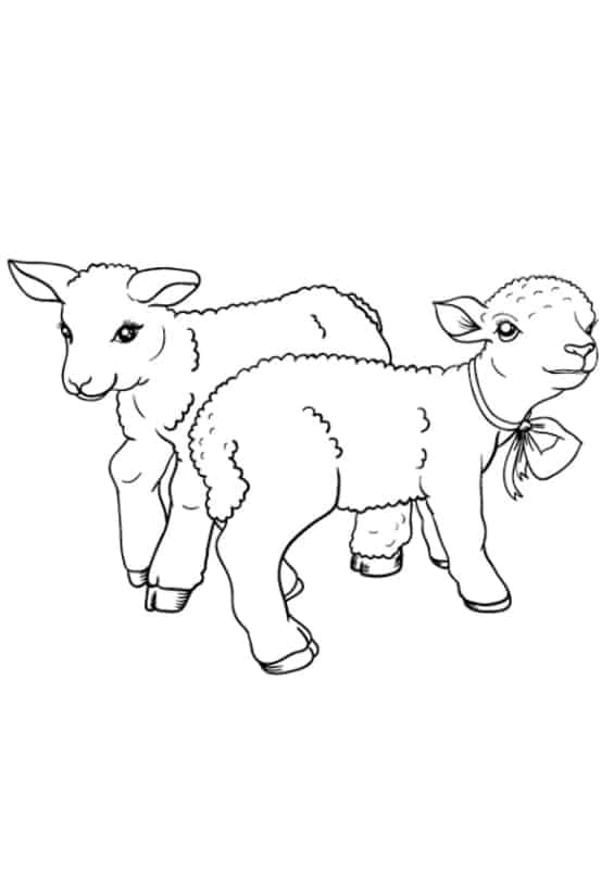 Desenhos de animais fofos para colorir para crianças desenho preto e branco  de um cordeiro para colorir