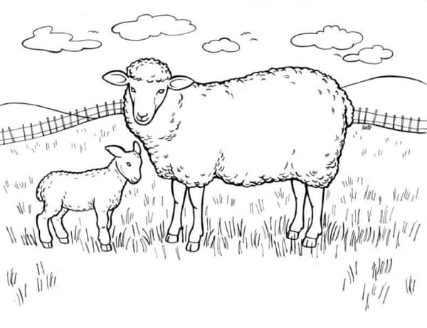 21 desenho de ovelha com filhote para colorir