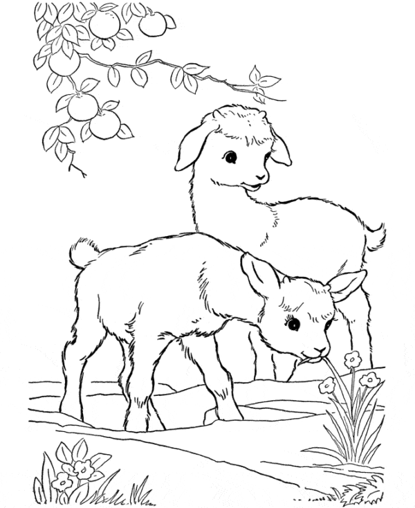 25 atividade para colorir de ovelhas