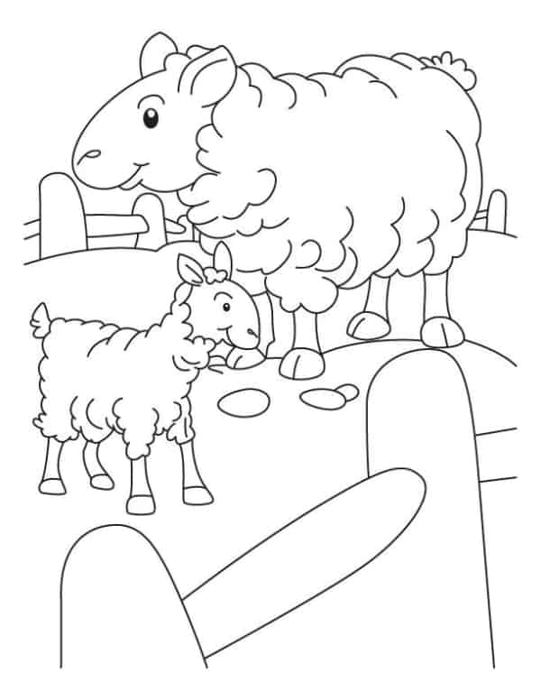27 desenho de ovelha e filhote no campo