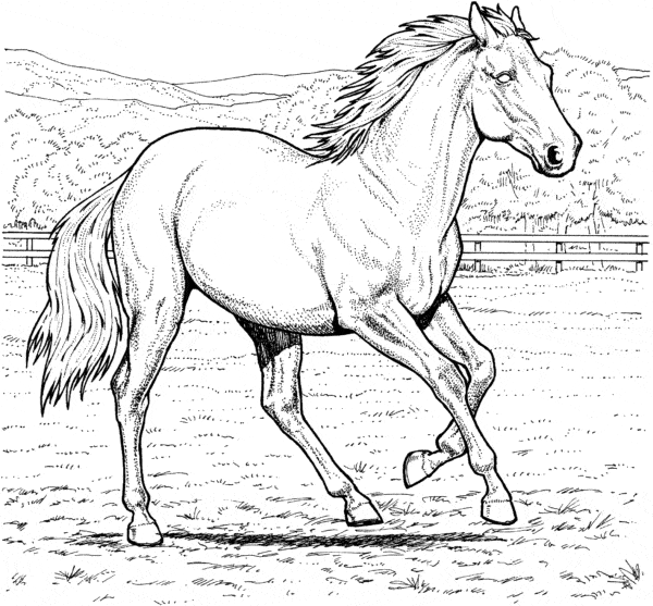 Desenhos para colorir de cavalo e cavalo de sela - Desenhos para colorir  gratuitos para imprimir