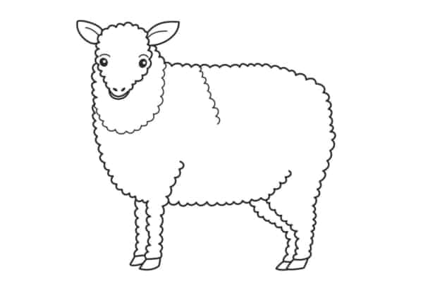 8 desenho de ovelha para imprimir e colorir
