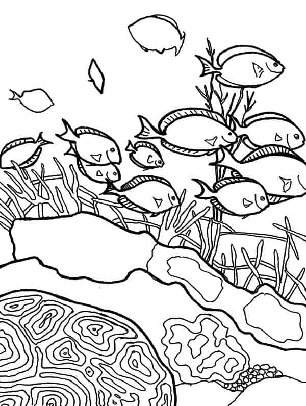 18 atividade para colorir de cardume de peixes