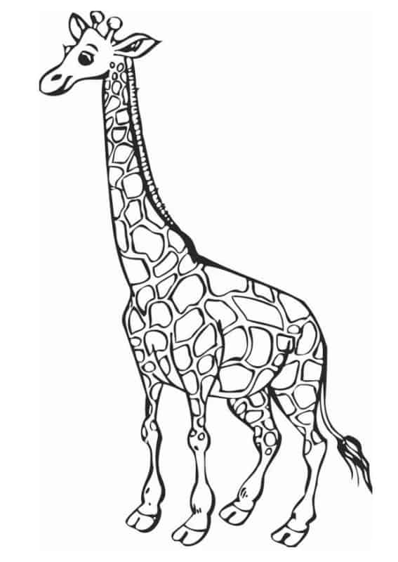 12 atividade de girafa para colorir