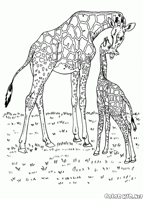16 atividade para pintar de girafa com filhote