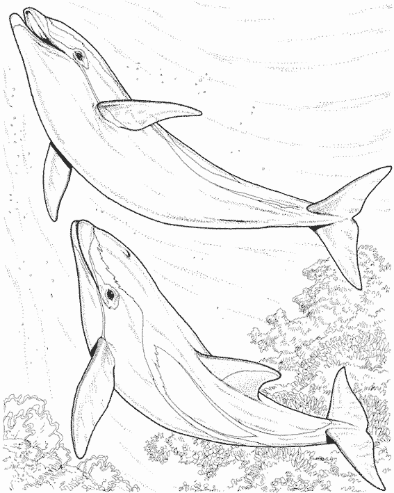 17 desenho de fundo do mar com golfinhos para colorir