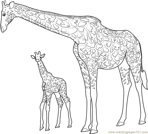 20 desenho simples de girafa com filhote para imprimir gratis
