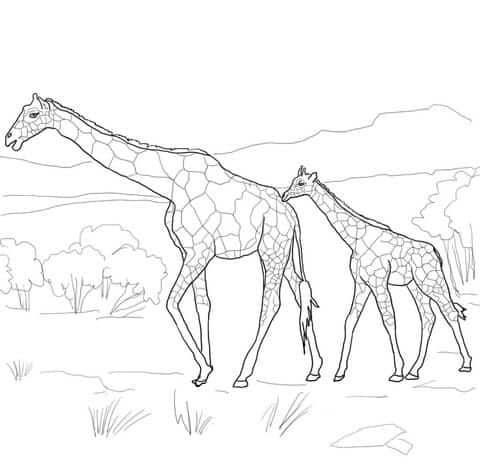 21 desenho de girafa com filhote caminhando