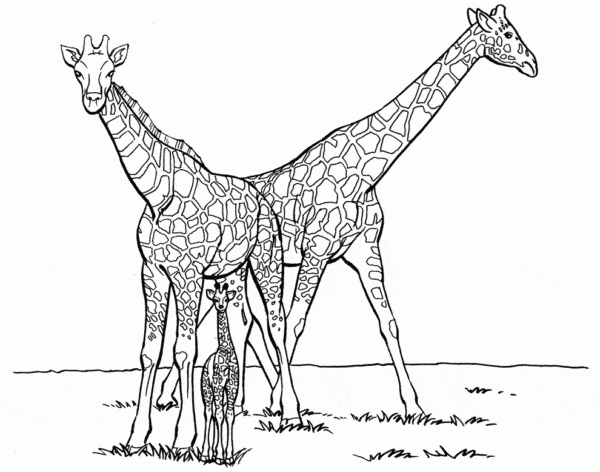 22 casal de girafas com filhote para colorir