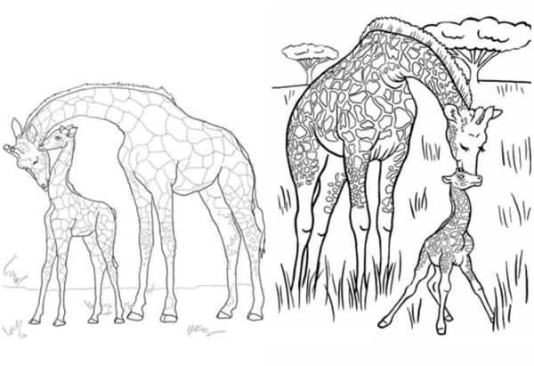 25 desenhos de girafas com filhotes para imprimir