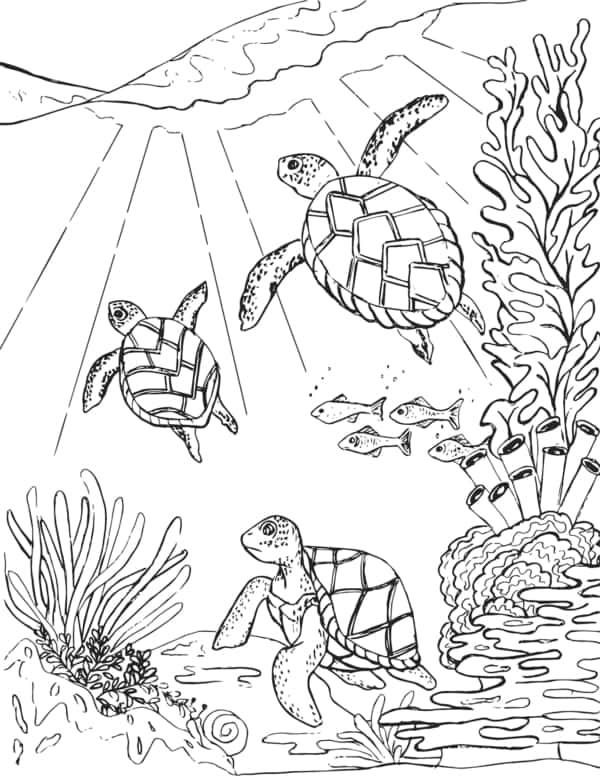 29 atividade para pintar com tartarugas marinhas