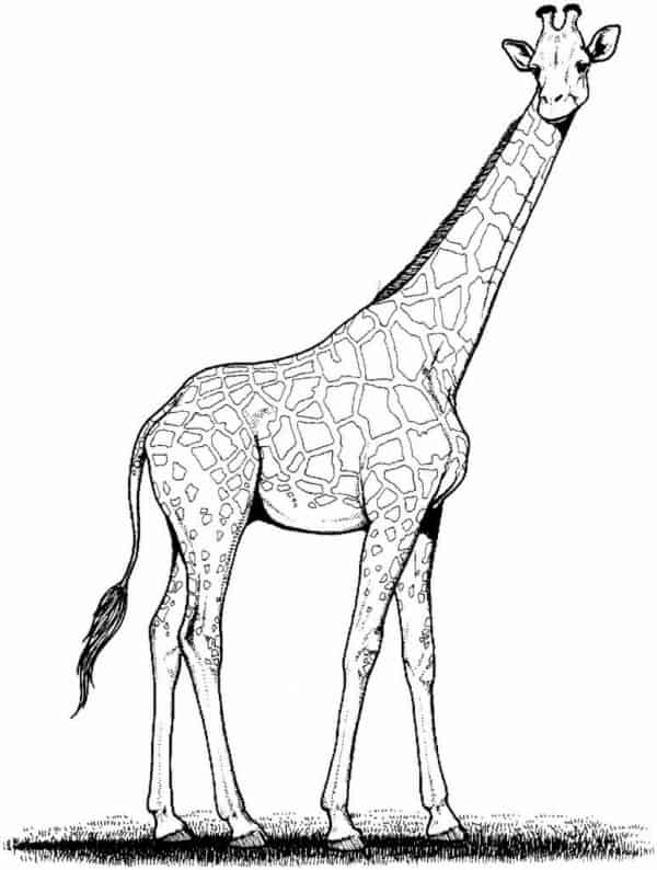 4 atividade para pintar de girafa