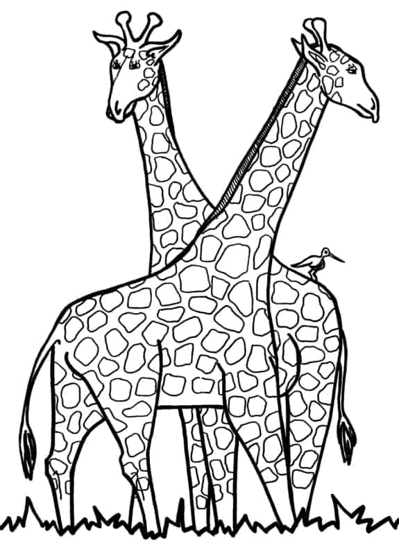 6 desenho de girafas para imprimir gratis