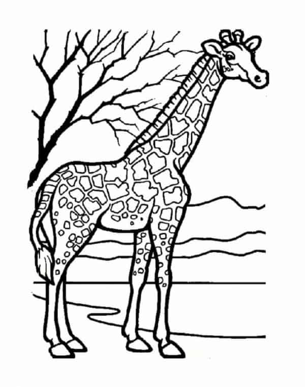 8 desenho simples de girafa para imprimir e pintar