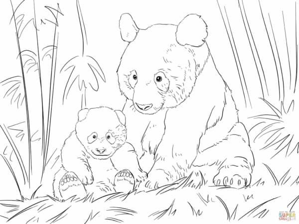 11 desenho de urso panda com filhote Super Coloring