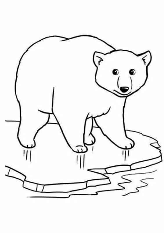 18 desenho para pintar de urso polar Pinterest