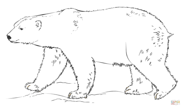 19 desenho de urso polar para imprimir gratis Super Coloring