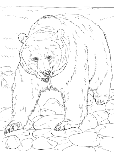 2 atividade para colorir de urso pardo Pinterest