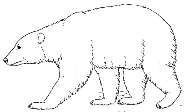 21 atividade de pintar urso polar Pinterest