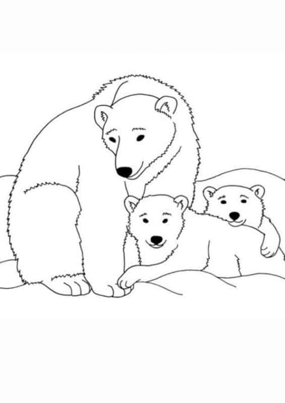 23 desenho para colorir de urso polar com filhotes India Parenting