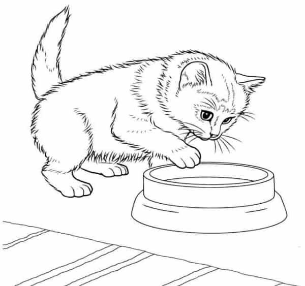 Desenho Para Colorir gato com filhote - Imagens Grátis Para