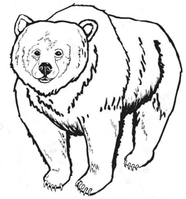 3 desenho de urso pardo para imprimir e colorir Get Coloring Pages