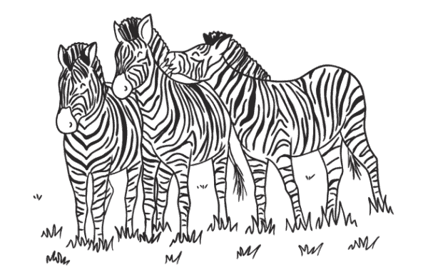 12 zebras para colorir Twinkl