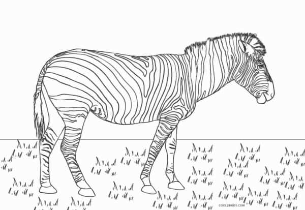 13 desenho de zebra para pintar Cool2bKids
