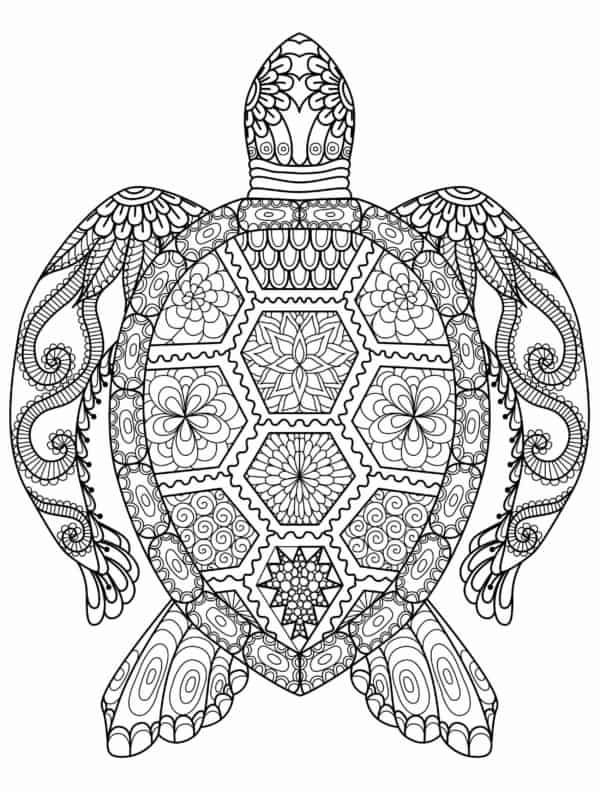 20 mandala de tartaruga para colorir Pinterest
