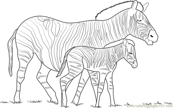 8 zebra e filhote para pintar ColoringPages101