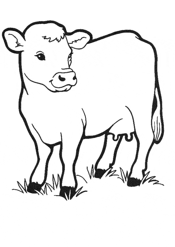 1 desenho simples de vaca para pintar Pinterest