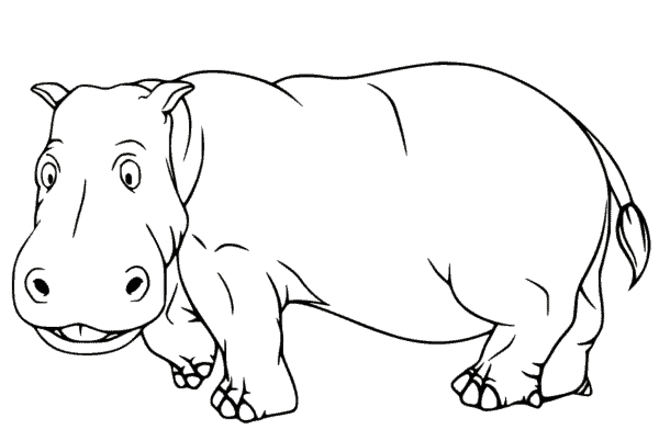 12 desenho simples de hipopotamo para imprimir e pintar Coloring Pages For Kids And Adults
